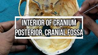 Posterior Cranial Fossa [upl. by Merna]