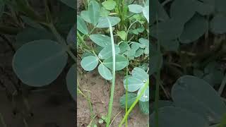 Pegging in Groundnut  देखे मूंगफली में Pod Formation agriculture groundnut pegging pod [upl. by Ennoirb]