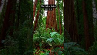 Tallest living tree facts factshorts youtubeshorts school science shortsfeed short history [upl. by Iow]