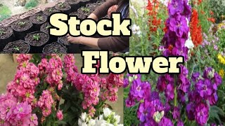 How to grow Stock flowerMatthiola incanagrowing stock flower plantperfect winter flower plant🪻 [upl. by Clute]