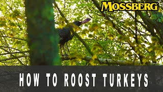 How to Roost Turkeys [upl. by Niamrej]