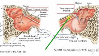 Middle ear muscles 2 [upl. by Correy12]