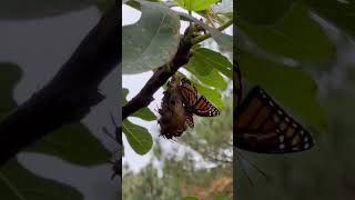 Visitors to the fig tree [upl. by Norha]