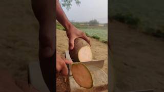 Rock hard coconut cutting skill asmrvideo trending coconutcutting youtubeshorts [upl. by Suivatram]