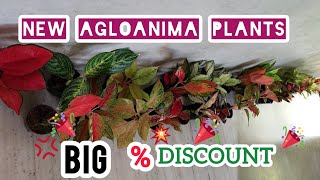 AGLOANIMA PLANTS FOR SALEYeryusu jennath [upl. by Flemings]