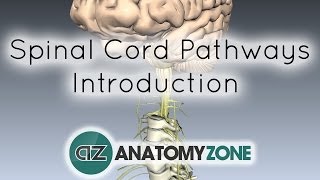 Spinal PathwaysTracts  Part 1  Introduction  Anatomy Tutorial [upl. by Petula675]