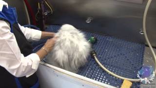 Cat Rake n Vac Plus Cat Bathing amp Drying [upl. by Cinderella]