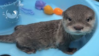 Baby Otter Complains in the Pool [upl. by Laband824]