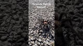 Tarantula Mating Season [upl. by Ezana]