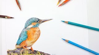 How To Draw a KINGFISHER  Colored Pencil Tutorial [upl. by Reena]