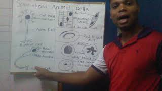 Grade 7 Specialised Plant and Animal cells [upl. by Gnaig758]