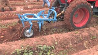 How To Harvest Potatoes [upl. by Ennayelsel]