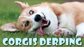 Corgis derping COMPILATION  funny cute dog fails and silly moments [upl. by Aenet]