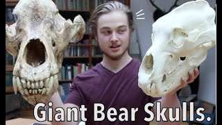 The Biggest Bears Grizzly Bear  Polar Bear  Cave Bear  Arctodus simus  Skull Comparison [upl. by Roseline]