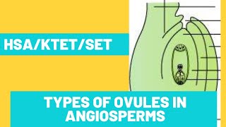 Types Of Ovules In Angiosperms [upl. by Akinert98]