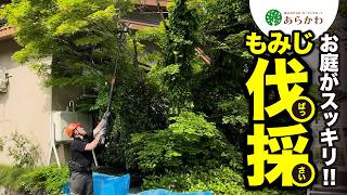 【伐採】プロの技が光る！もみじの伐採【秋田県】抜根 剪定 伐採 アウトドア gardening 特殊伐採 チェーンソー 秋田県 北秋田市 紅葉 fighter ハスクバーナ [upl. by Hephzibah]