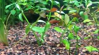 Aqueon 36 Gallon Bow front Aquarium Kit  Planted Tank [upl. by Fernanda]