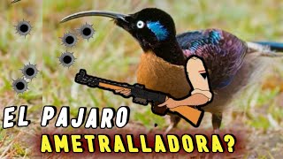 PAJARO AMETRALLADORA 😨 ¡Asusta hasta Soldados por su Canto EXTRAÑO [upl. by Ikaz]