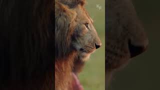 When Courage Meets Savagery A Lion vs Twenty Hyenas [upl. by Alexia]