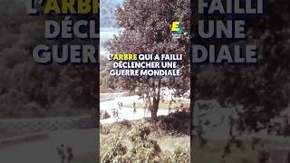 Cet arbre a failli déclencher une guerre mondiale  shorts [upl. by Hakvir190]