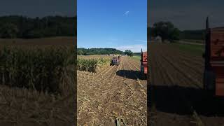 Massey Ferguson 2745 chopping corn [upl. by Montanez5]