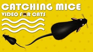 CAT GAMES  Catching Mice Entertainment Video for Cats to Watch  CAT amp DOG TV [upl. by Pandich]