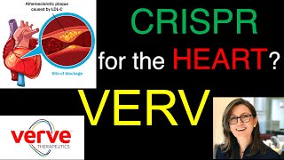 CRISPR for the HEART Why VERVE Therapeutics’ Cardiovascular Plan can be MASSIVE amp LIFESAVING [upl. by Amathiste]