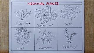 Medicinal plants drawing easy Different Types of medicinal plants drawing Pencil drawing [upl. by Tiduj]