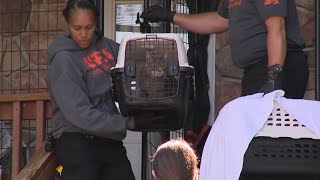 ASPCA Disaster Response Team responds to cat situation at a Lackawanna County home [upl. by Ehgit79]