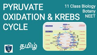 Pyruvate Oxidation amp Krebs Cycle in Tamil  Respiration  Botany I Class 11  NEET  TNSCERT [upl. by Anieral]