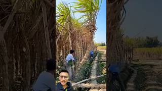 Harvesting sugar cane is too easy sonlv [upl. by Sidell264]