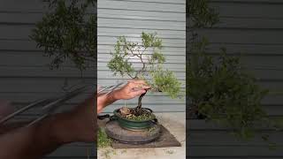 Tea Tree Bonsai Refinement [upl. by Einolem]