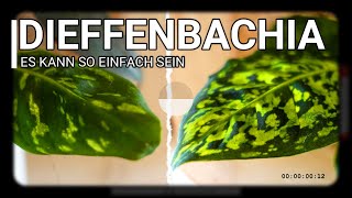 Diese Pflanze muss man haben Dieffenbachia  PFLEGEN UMTOPFEN amp VERMEHREN [upl. by Ahseinek]