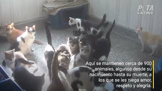 Animales almacenados hasta morir en banco de sangre que abastece a cadenas veterinarias [upl. by Sifan]