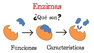 💥 ¿Qué son las Enzimas 💥 Fácil y Rápido  BIOLOGÍA [upl. by Kubetz]