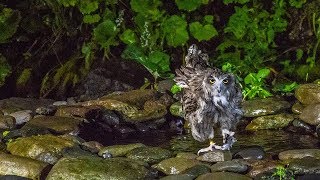 羅臼のシマフクロウ Blakiston’s fish owl [upl. by Akieluz]