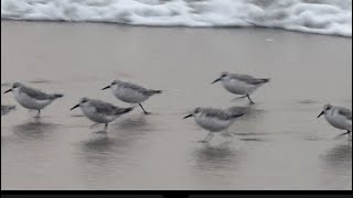 Sanderlings Ocean Beach  San Francisco birds oceanbeach sanfrancisco sanderlings [upl. by Staffan]