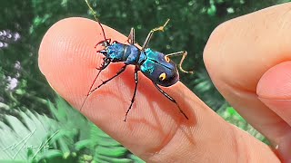 Bitten by a Tiger Beetle [upl. by Flower]