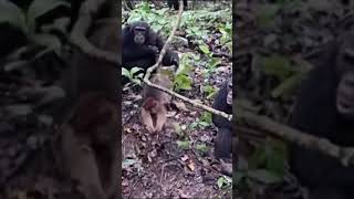 Trespassers Will Be Shaken On Sight natureismetal keepnaturemetal chimpanzee monkey [upl. by Aisatnaf]