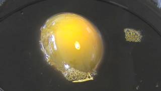 Demonstration of Osmosis using an Egg [upl. by Lorrac]