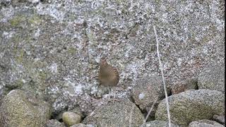 Corncrake  Tory Island [upl. by Colleen]