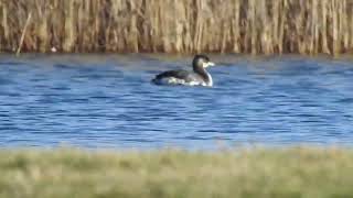 RoodhalsfuutRednecked Grebe NHduinreservaat Castricum The Netherlands 01022024 [upl. by Bernat575]