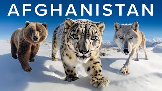 The Wildlife Enthusiasts Guide to Afghanistan [upl. by Hurwitz]