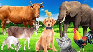 Sounds of wildlife animals familiar animals cats dogs horses Elephants cows  Part 1 [upl. by Eislrahc]