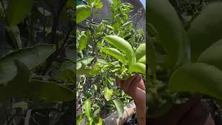 LOS BENEFICIOS DE LOS ABONOS CASEROS EN LOS LIMONEROSjardin abonos plantas short [upl. by Towill]