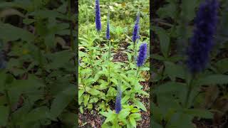 Beautiful Veronica Spicata at the garden beautiful [upl. by Prebo127]