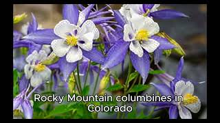 Fact about Colorado [upl. by Enelhtac217]