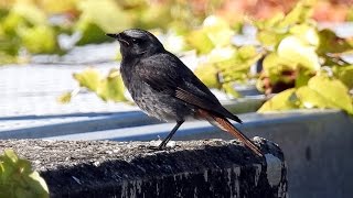 Black Redstart  Hausrotschwanz  Phoenicurus ochruros calling [upl. by Henry]