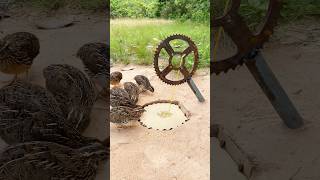 Create Amazing Bird Trap  Quail Trap shorts [upl. by Sheedy627]