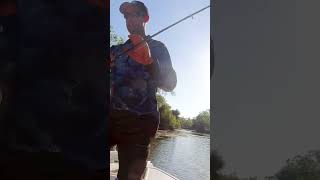 The Australian Saratoga saratoga fishing capeyork australia techniques tips fishingtips [upl. by Adahs]